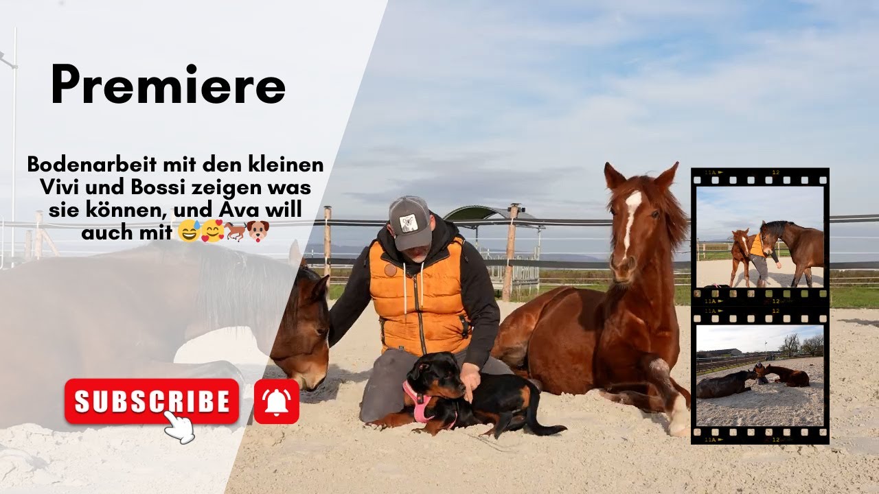 Bodenarbeit mit den kleinen Vivi und Bossi zeigen was sie können, und Ava will auch mit 😅🥰🐎🐶
