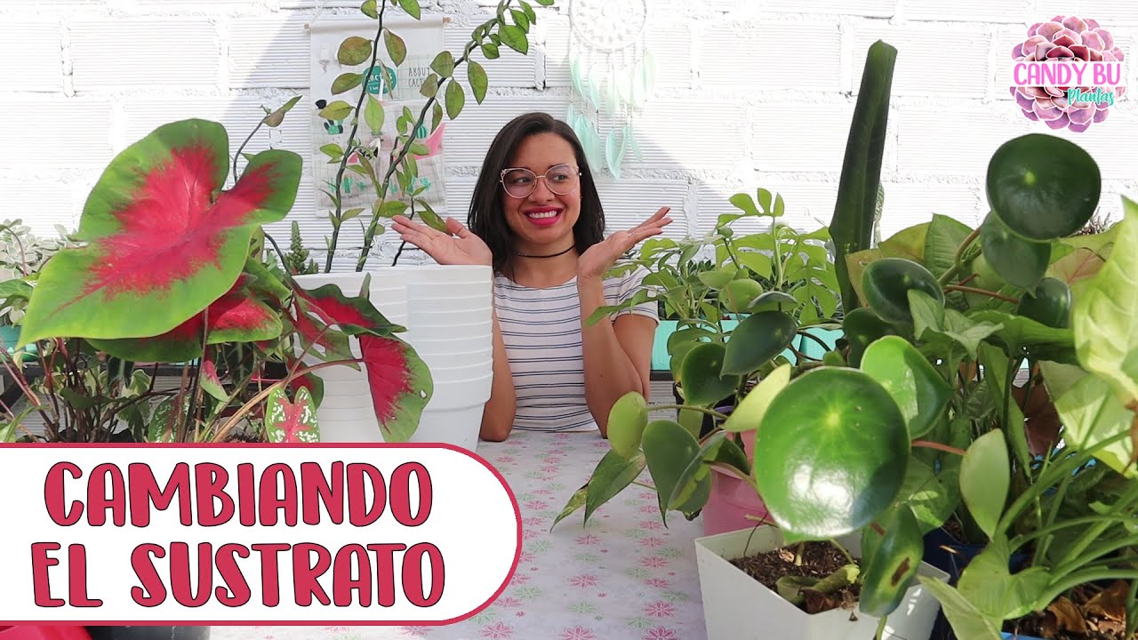 Trasplantando todas mis PLANTAS DE INTERIOR │Candy Bu