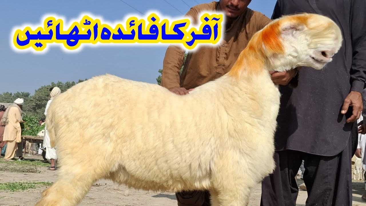 چوٹی منڈی ڈاؤن 👎| بیوپاری رو رو 😭 کے پریشان | قربانی کی وجہ سے | بھیڑوں کی مانگ میں کمی | 30 سے 35 