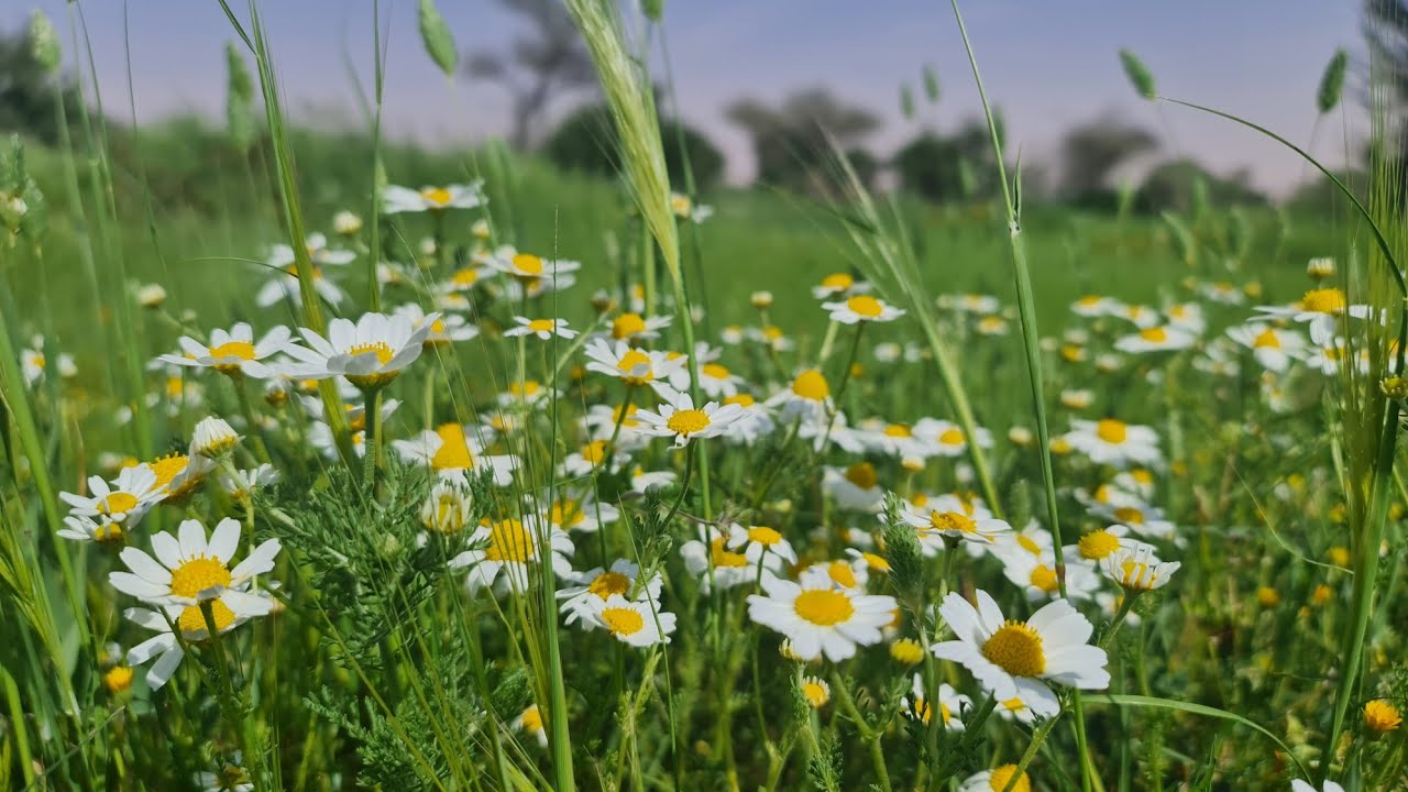 روضة خريم #السعودية_الخضراء