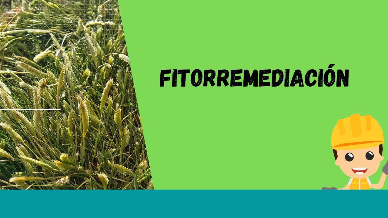 FITORREMEDIACION