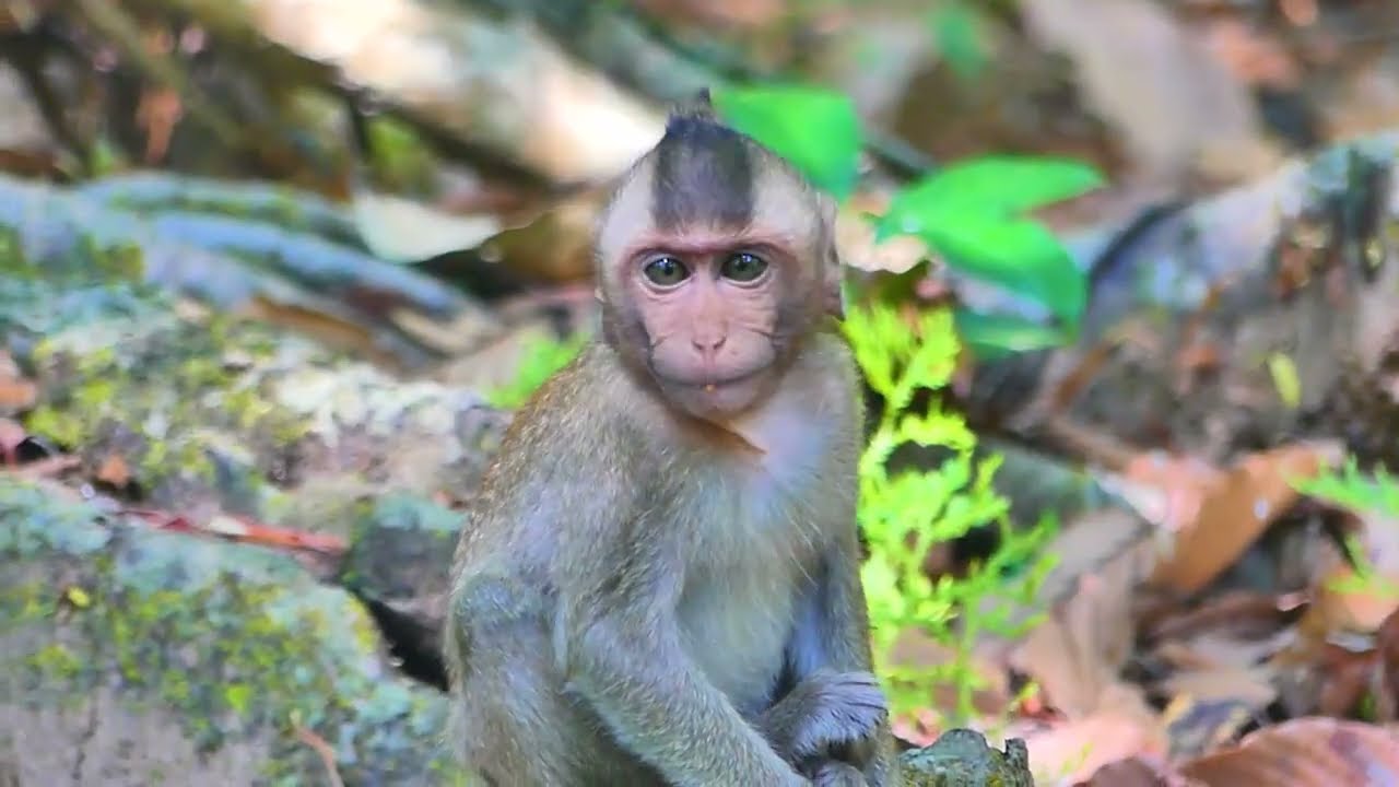Little Monkey Moby