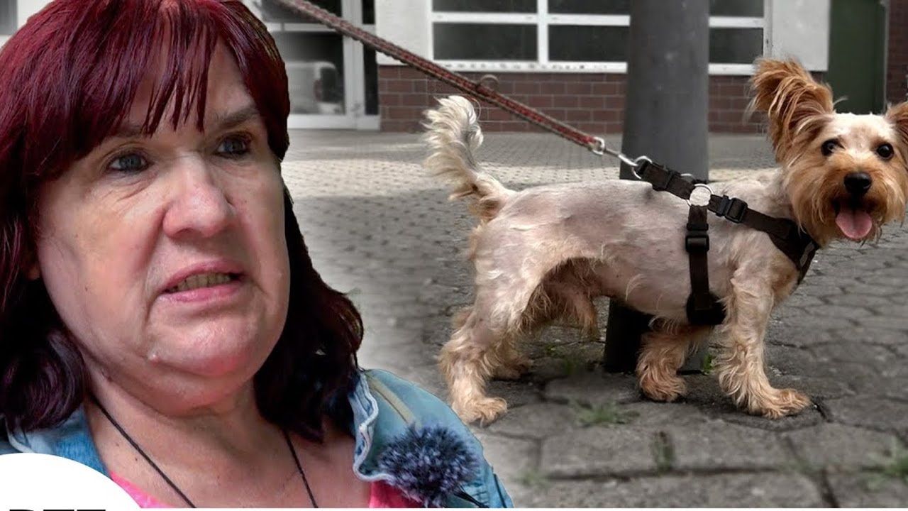 Bärbel ließ ihren Hund einschläfern „Er leistete keinen Widerstand mehr “