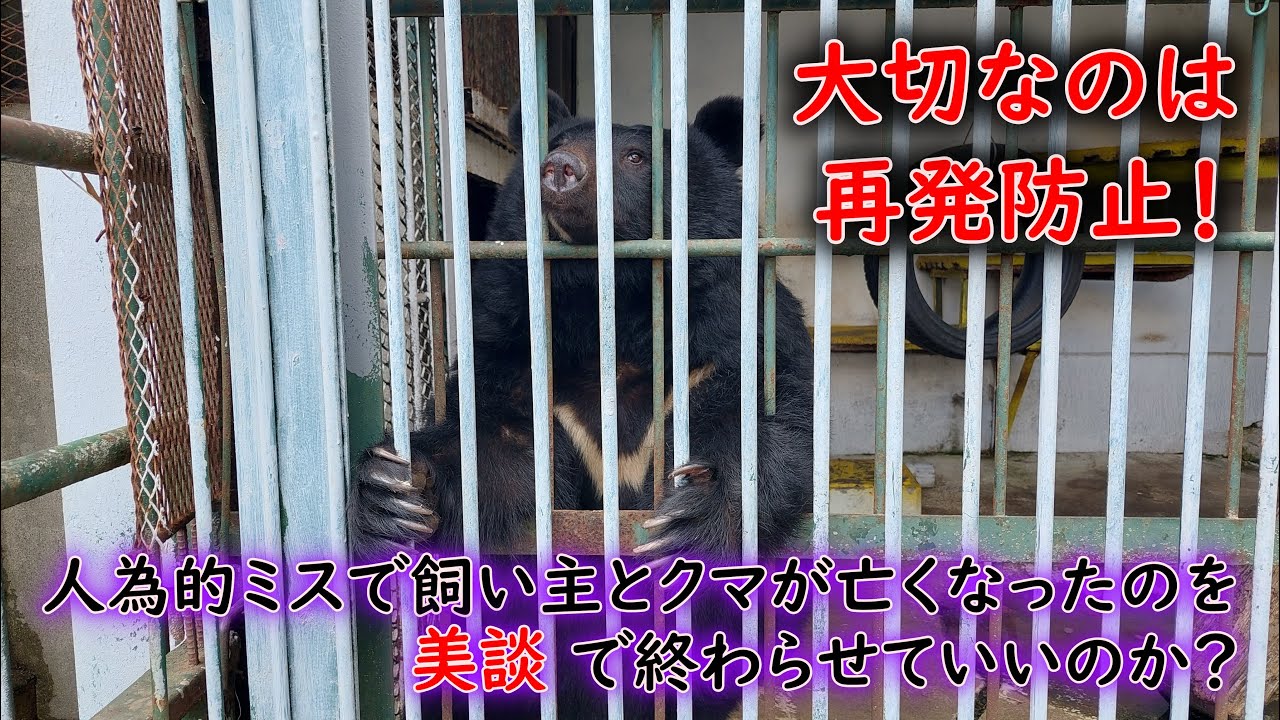飼育していたクマに人が殺された事故を徹底解説～特定動物とは～
