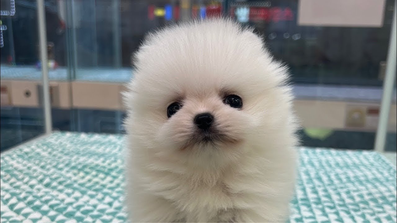 강아지❤️고양이 💕보러오세요~ 대구 경산 강아지 고양이 분양중