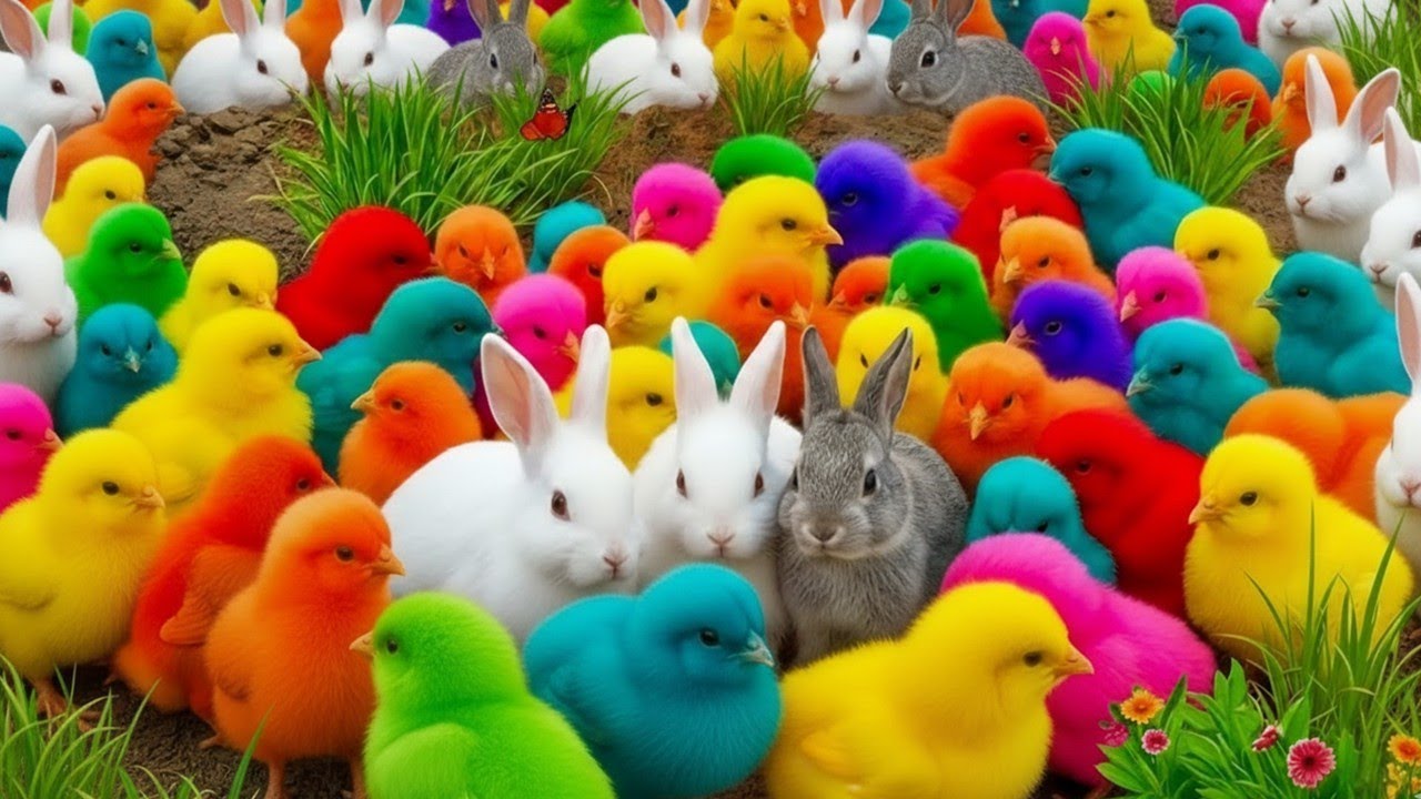 Ayam Warna Warni Gokil 😆 Tangkap Ayam Rainbow Paling Seru