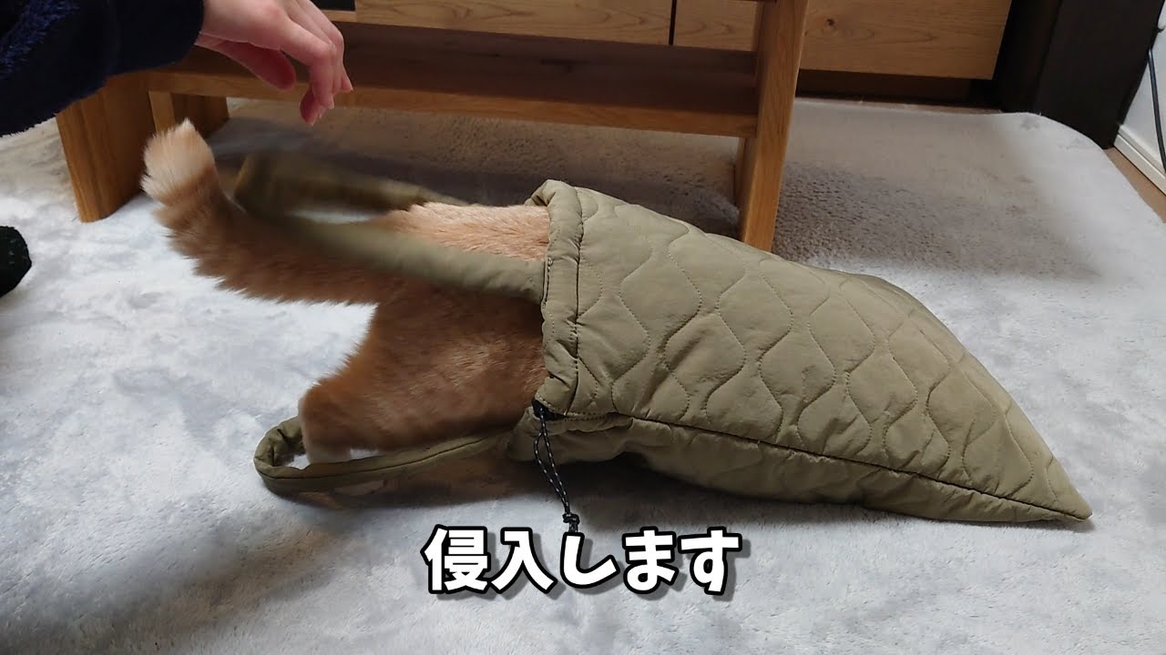 トートバッグ猫　うりちゃん１２０