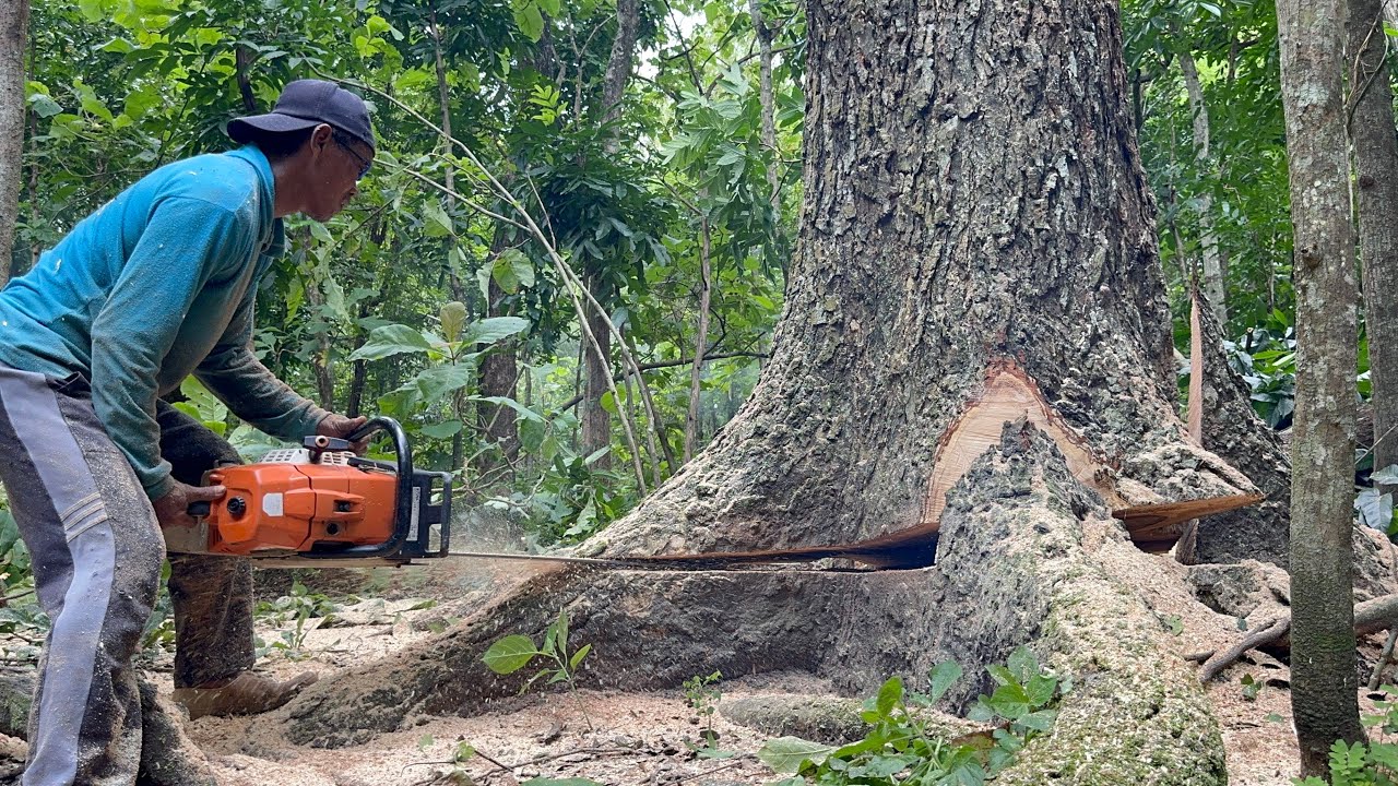Cutdown Huge tree with strongest chainsaw ‼️