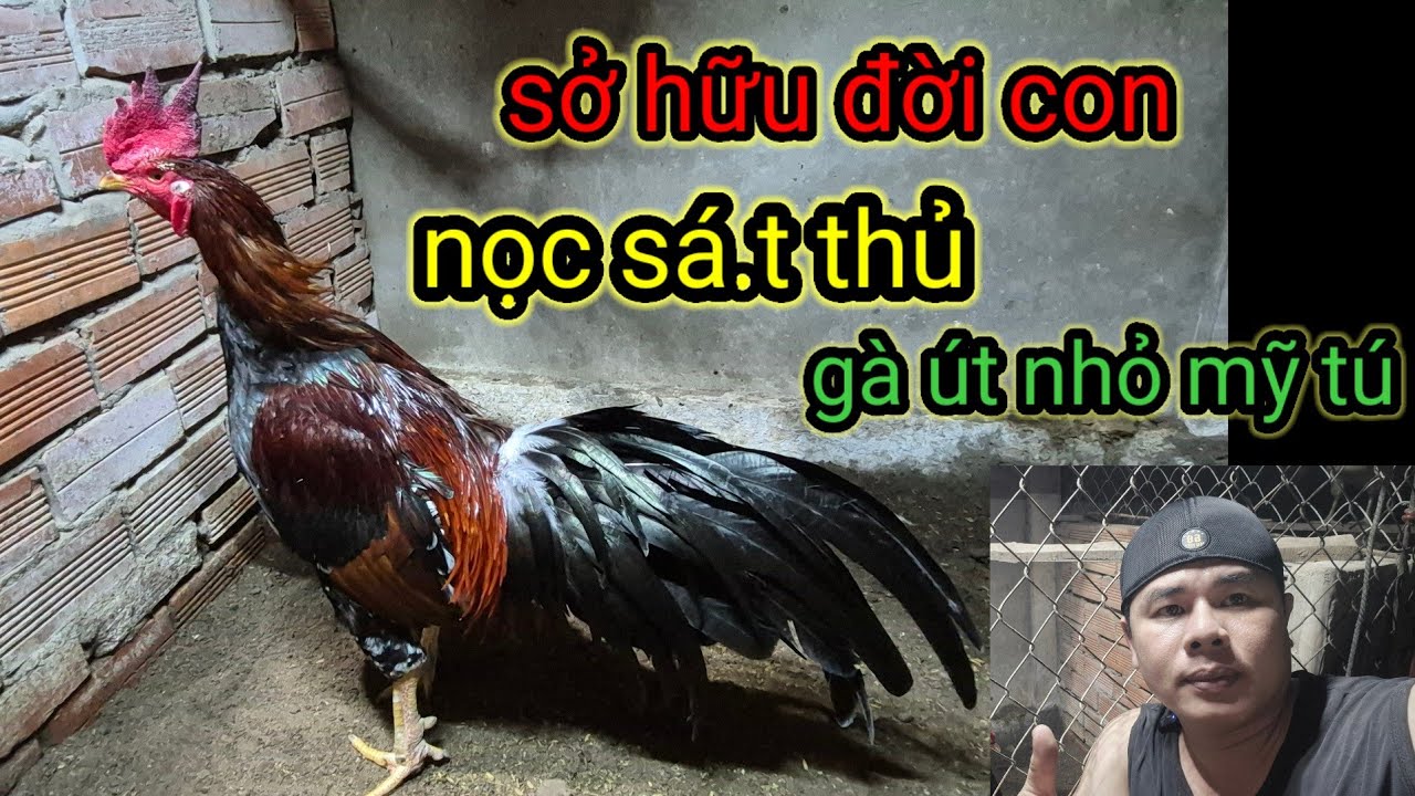 Nọc trống là 