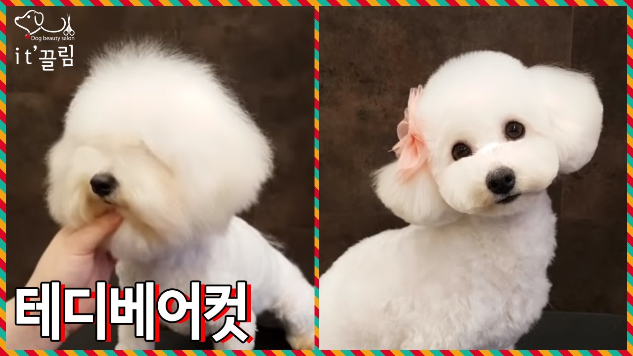 푸들&비숑로 태어났으면 테디베어컷 한번쯤은 해봐야지? 「테디베어컷♥잇끌림」