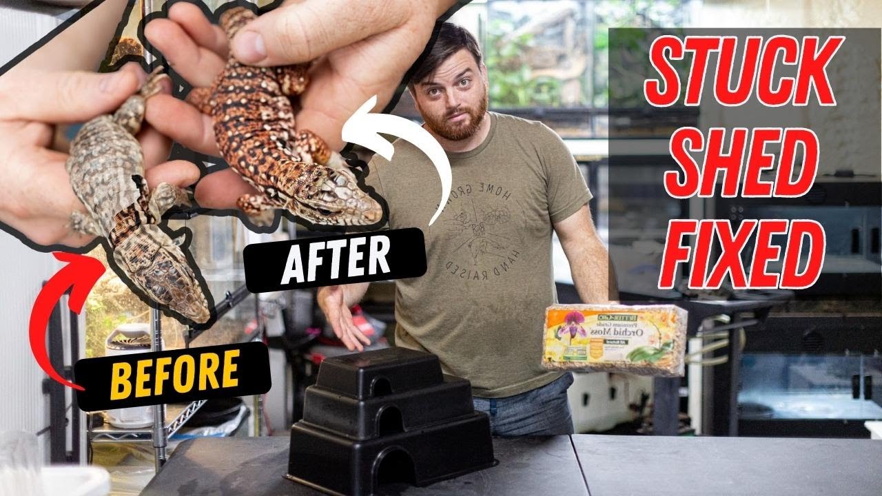 STOP Shedding Problems Naturally | DIY Tegu Sauna