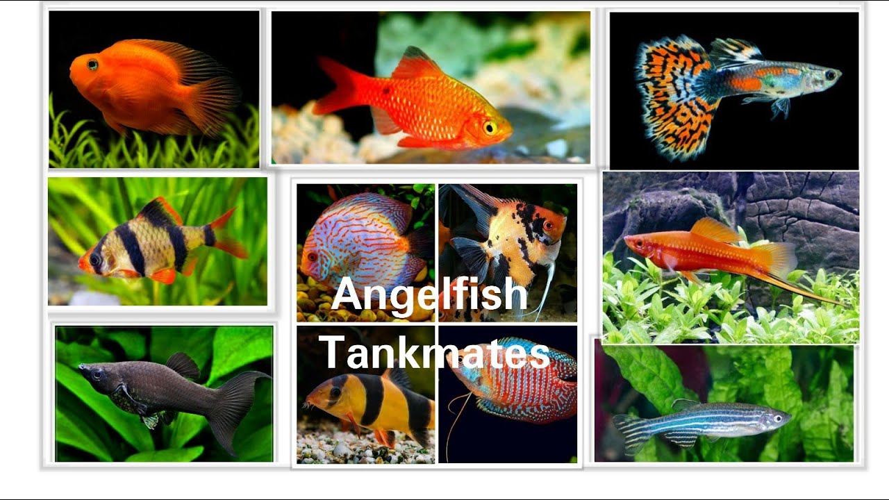 Angelfish Tankmates || Top 20 Tankmates for Angelfish