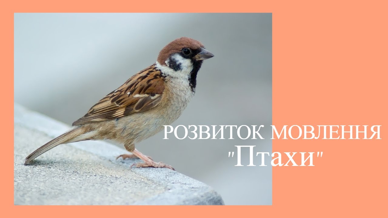 Розвиток мовлення “Птахи”