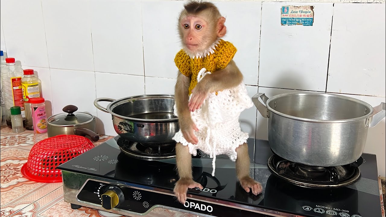 Monkey Tina woke up hungry and took the initiative to find breakfast for herself.
