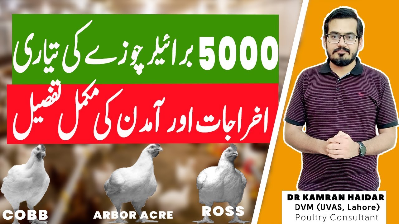 Broiler Farming in Pakistan | 5000 Broiler Farm Feasibility | How to Be a Successful Broiler Farmer