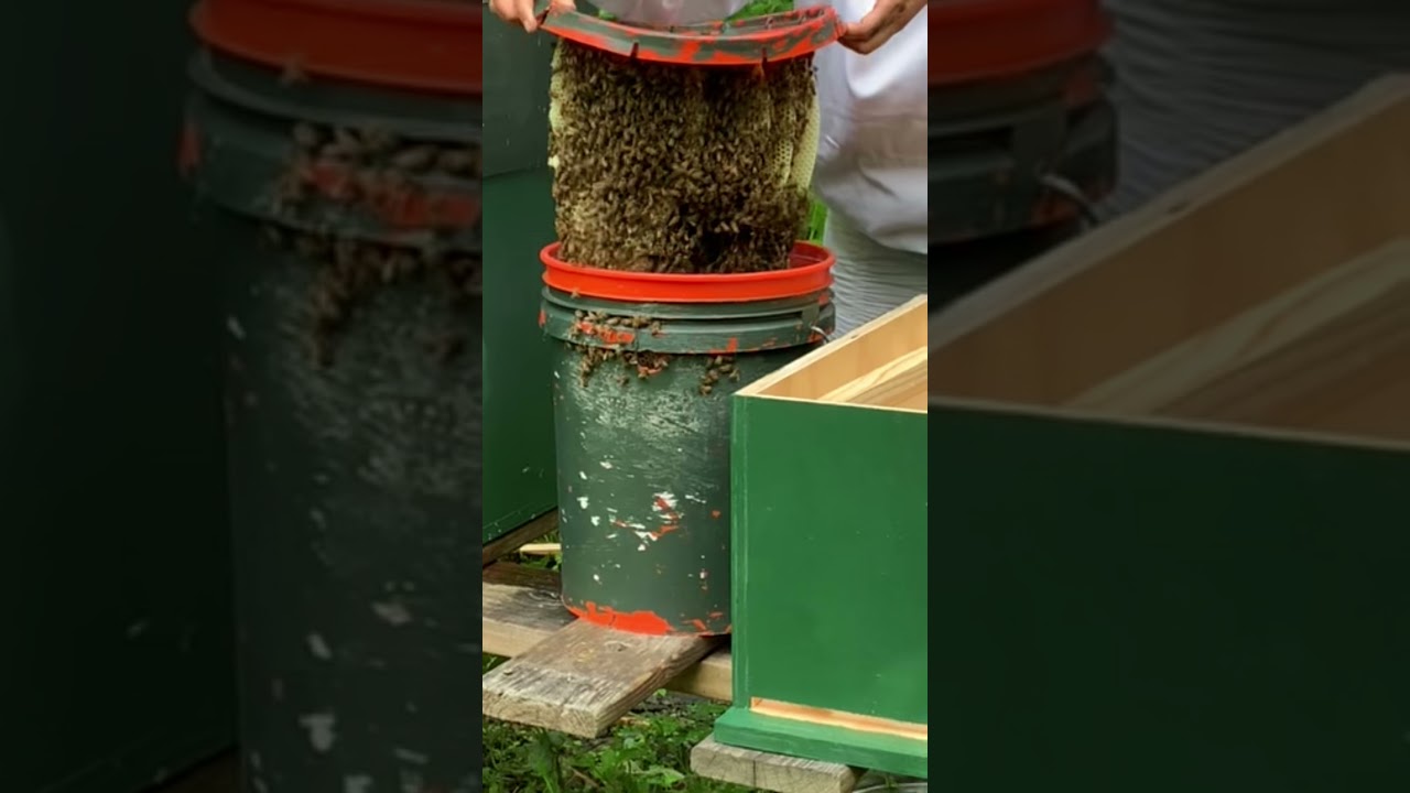 Enjambre muy fuerte que llego a una trampa de balde de 20 litros