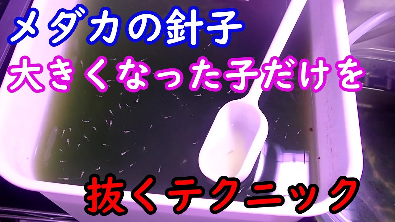 【めだか】針子を大きくするため広い容器に移したい。大きくなった子だけを抜く為に必要な心得とは！？