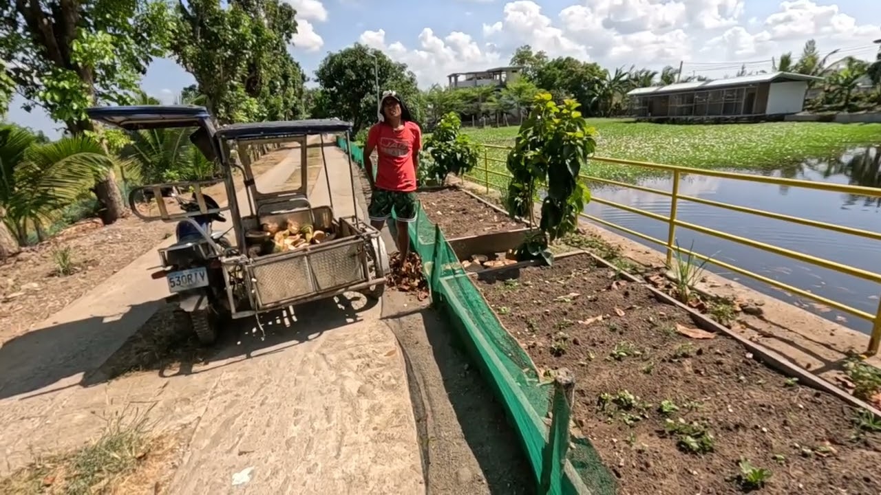 Naglatag na kami ng pampaganda ng lupa | Hakot ulit ng balat ng buko