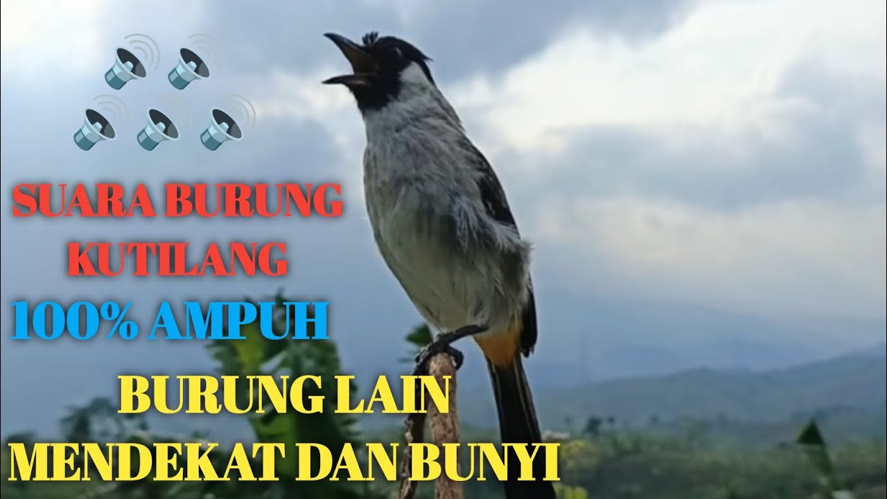 Suara Burung Kutilang Gacor Memanggil‼️Burung Liar Langsung Mendekat dan Bunyi