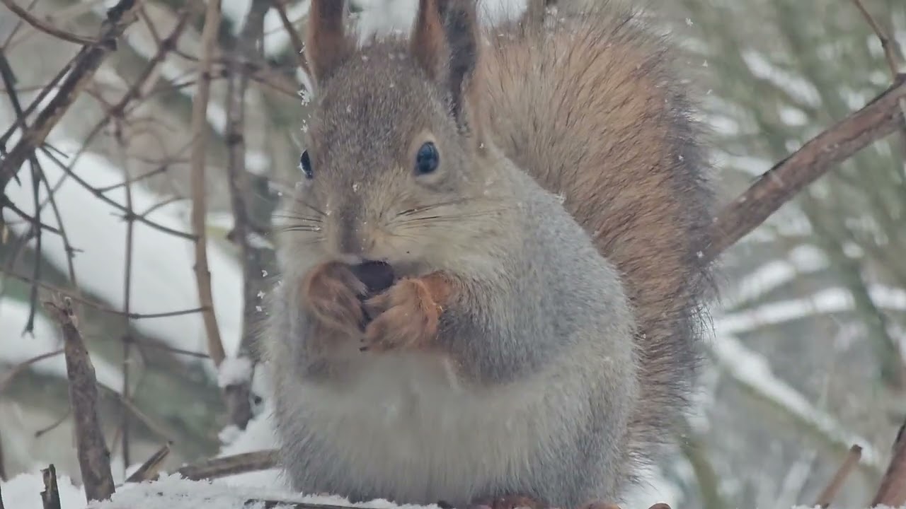 Зимние беличьи гулянья / Winter squirrel festivities #squirrel 
