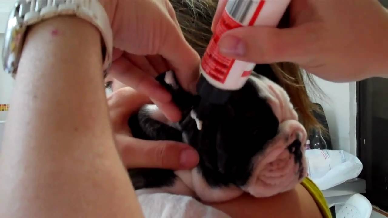 How to place English bulldogs ears in rosebud position