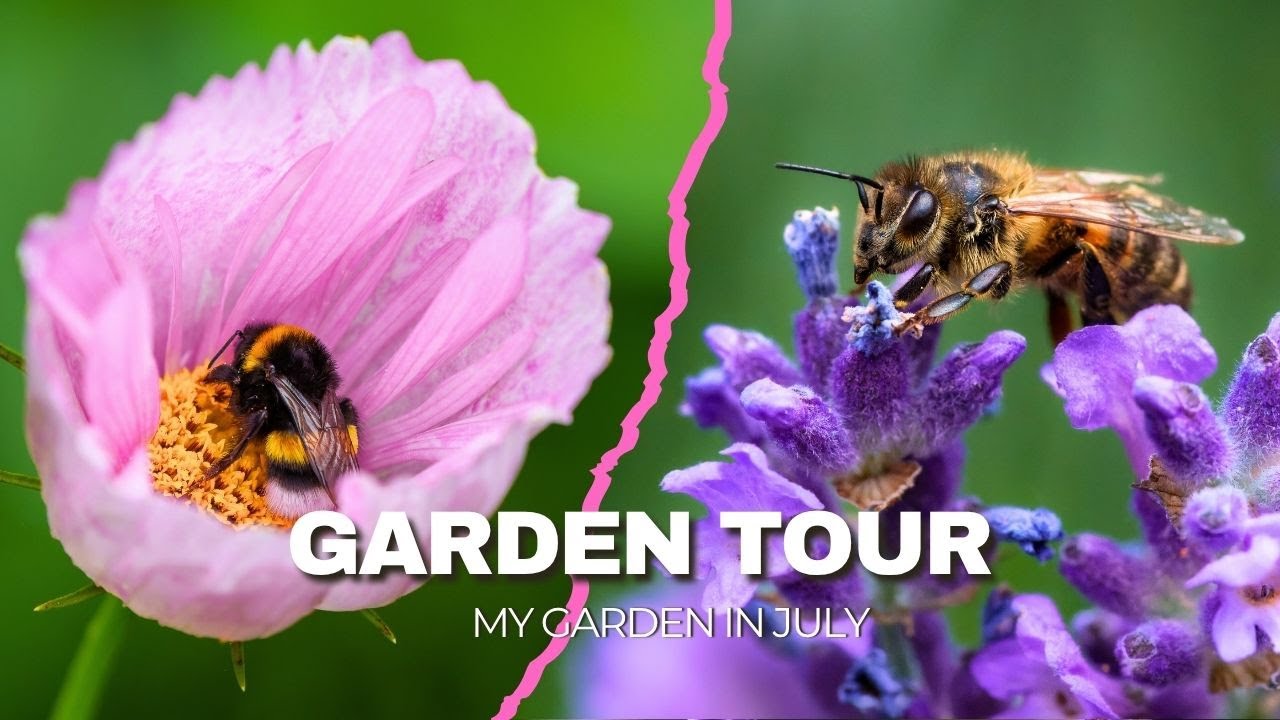 Garden tour July | Dahlias, cosmos, bees & butterflies, bee friendly cottage garden