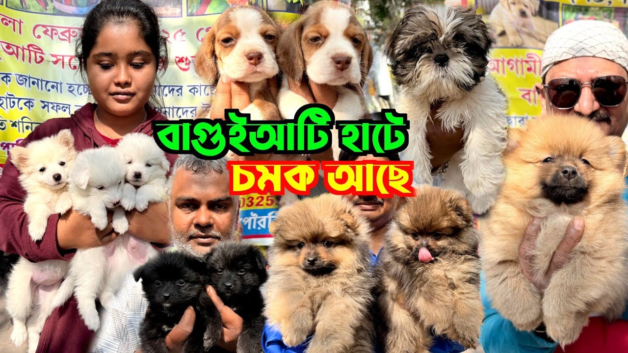 Baguiati Pet Market. Dog Market in Kolkata Price. Kolkata Dog Market. Pet Market Kolkata.