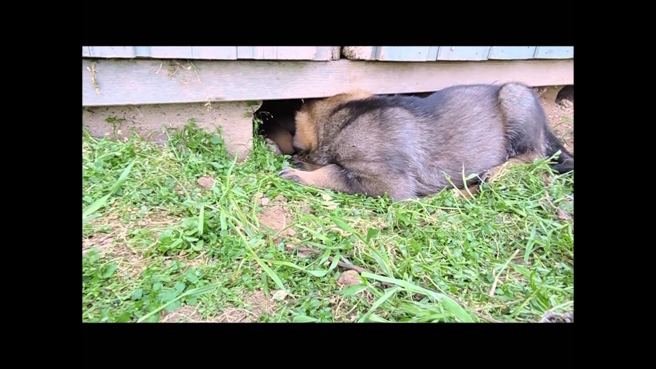 La Cité des Loups Gris  Portées 2015