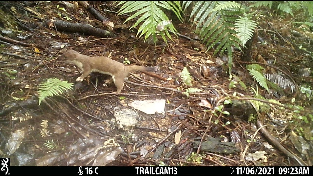 Stoat doing a poo