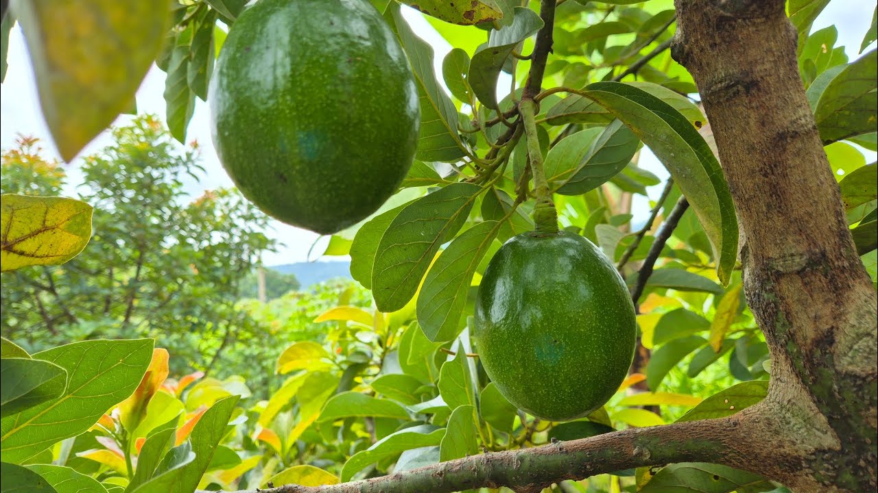 ALPUKAT MIKI DAN ALIGATOR  #alpukatmiki #alpukataligator #update 2 tahun 8 bulan #aaavocadojogja