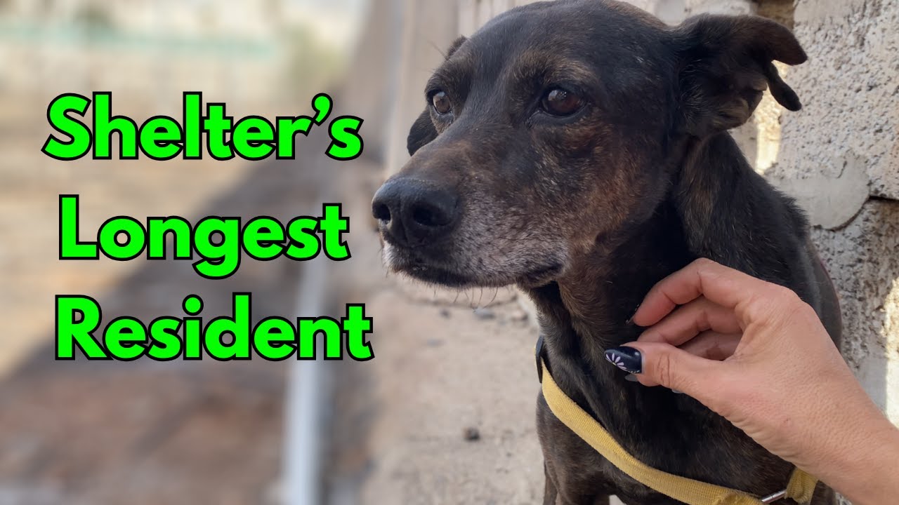 Самый долгожитель приюта: путь Какао от страха к надежде 🐶