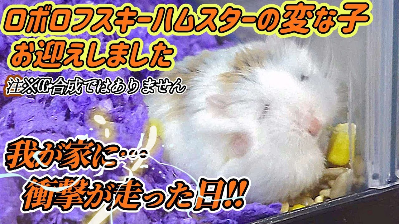 【ロボロフスキーハムスター】【お迎え】当日我が家に【衝撃】が…駆け巡った！CG•合成映像では有りません！