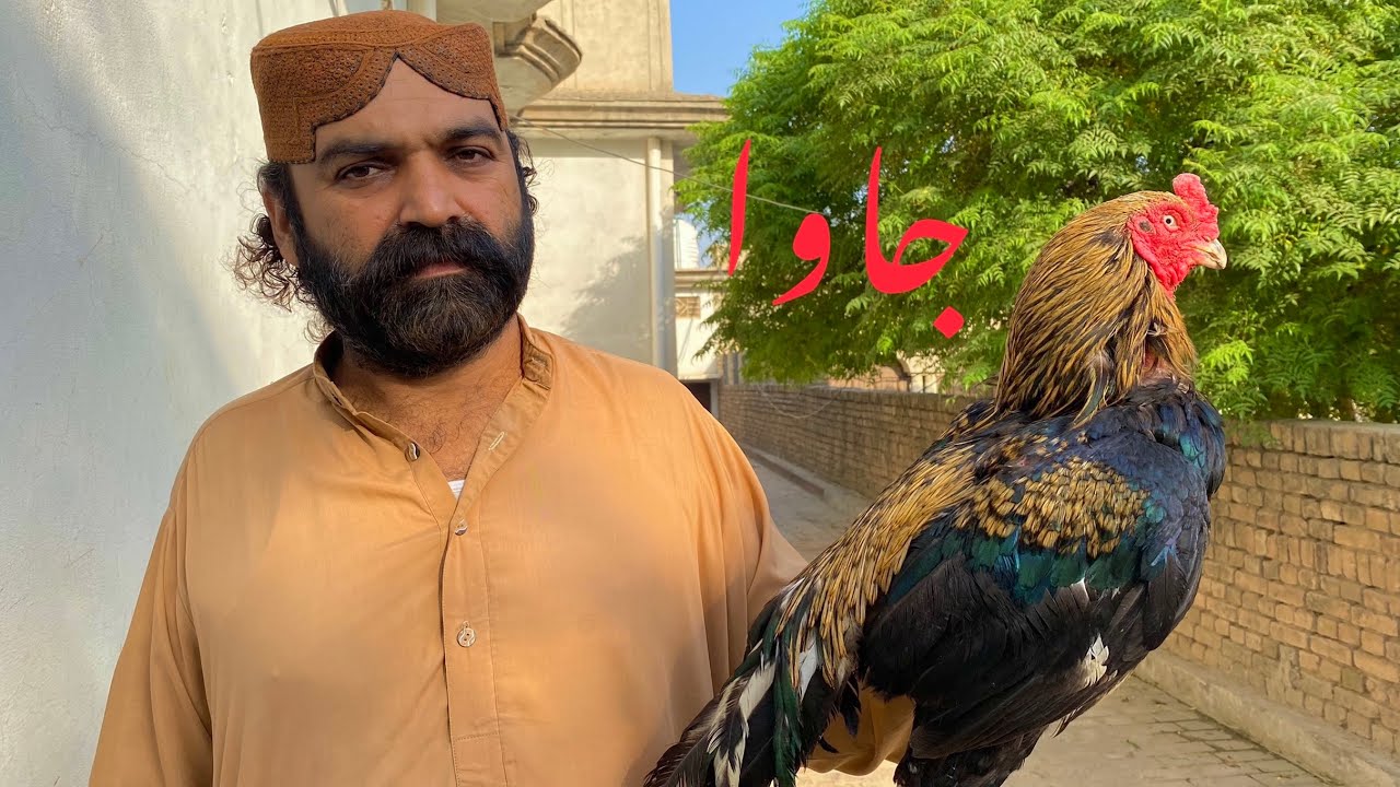 Jawa Breeder Pair // Geeray wali Nasal