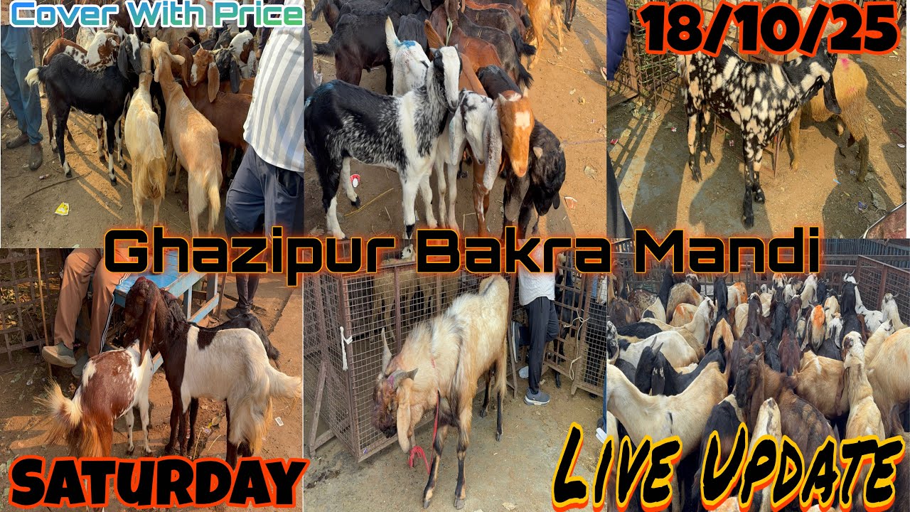 Ghazipur Bakra Mandi Live Update 18/10/2025 Delhi 
