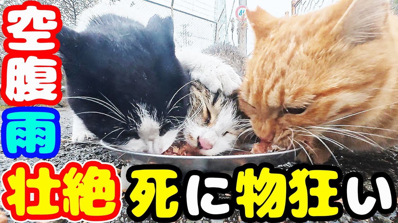 極寒の雨の中 空腹な猫たちにご飯をあげると… さくらねこたちへのエサやり【視聴だけでも猫たちを助けることになります】支援者様 視聴者様 猫たちに神のご加護を！野良猫の感動猫動画