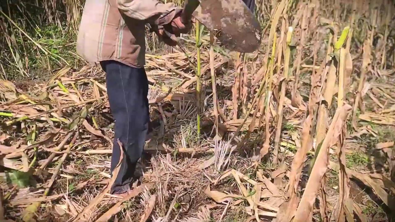 Manual Hoeing: Removing Post-Harvest Debris by Hand #RuralAgriculture #TraditionalFarming