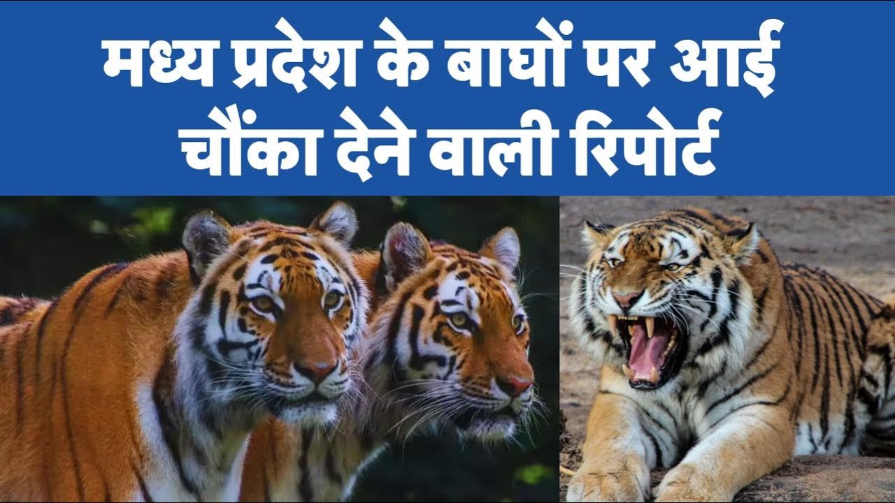 Revelation in MP Tiger Report... Forest Guards are worried, now this big action will be taken | M...