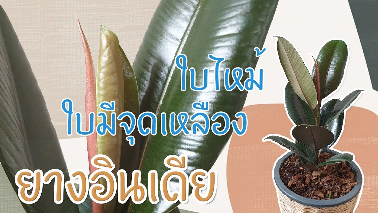 ต้นยางอินเดีย ใบหม้ ใบมีจุดเหลือง เกิดจากอะไร แก้ไขยังไง #ต้นยางอินเดีย