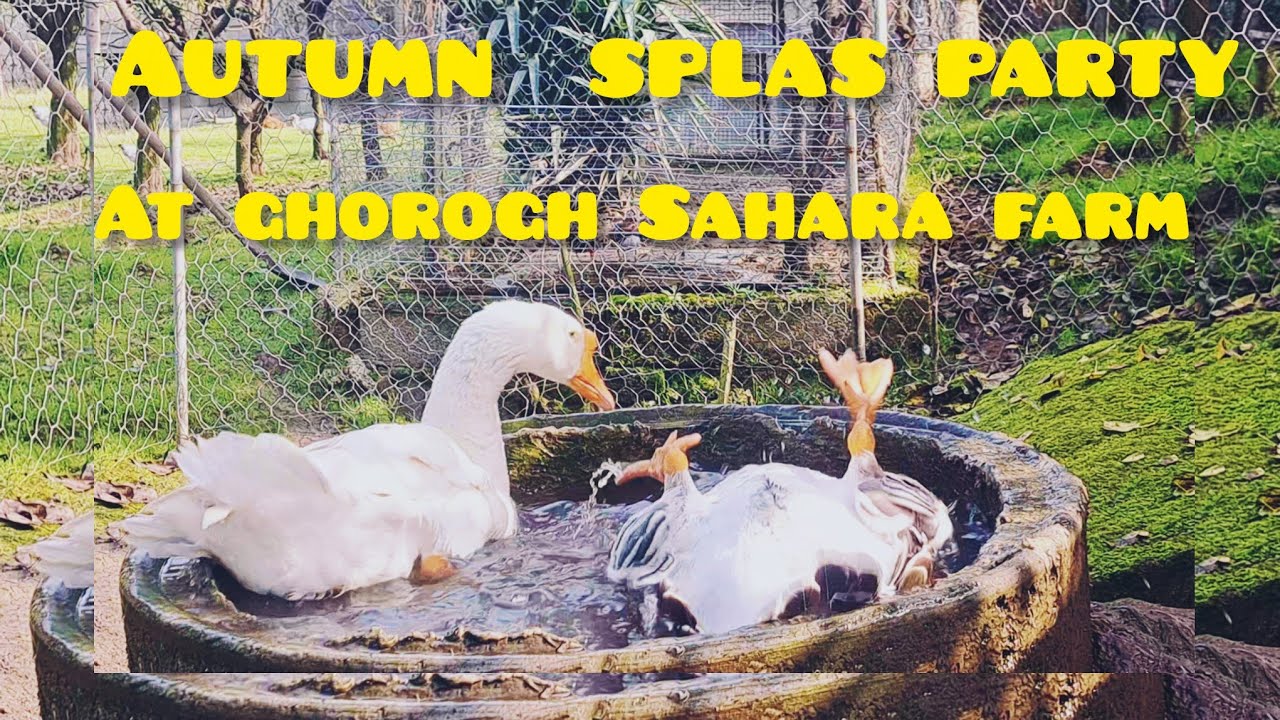 Geese & Ducks Enjoy Autumn Bath Time