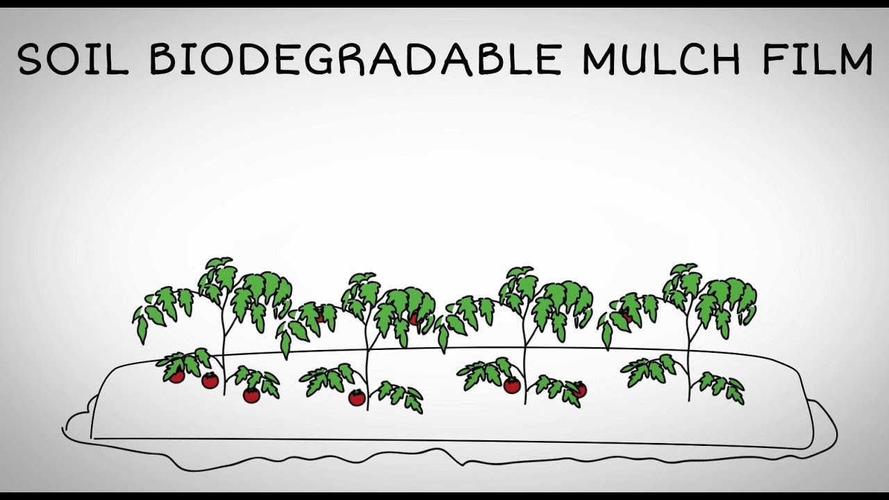 What is soil-biodegradable mulch film?