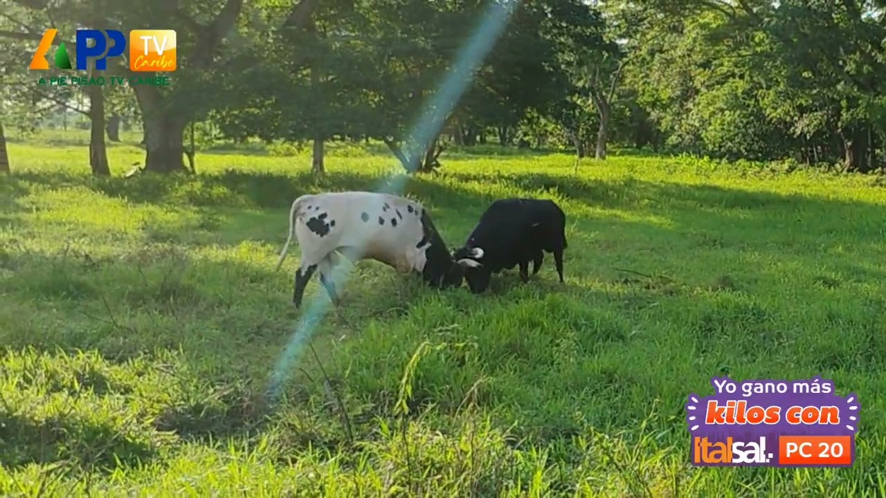 Faenas de Vaquería en el campo bravo.