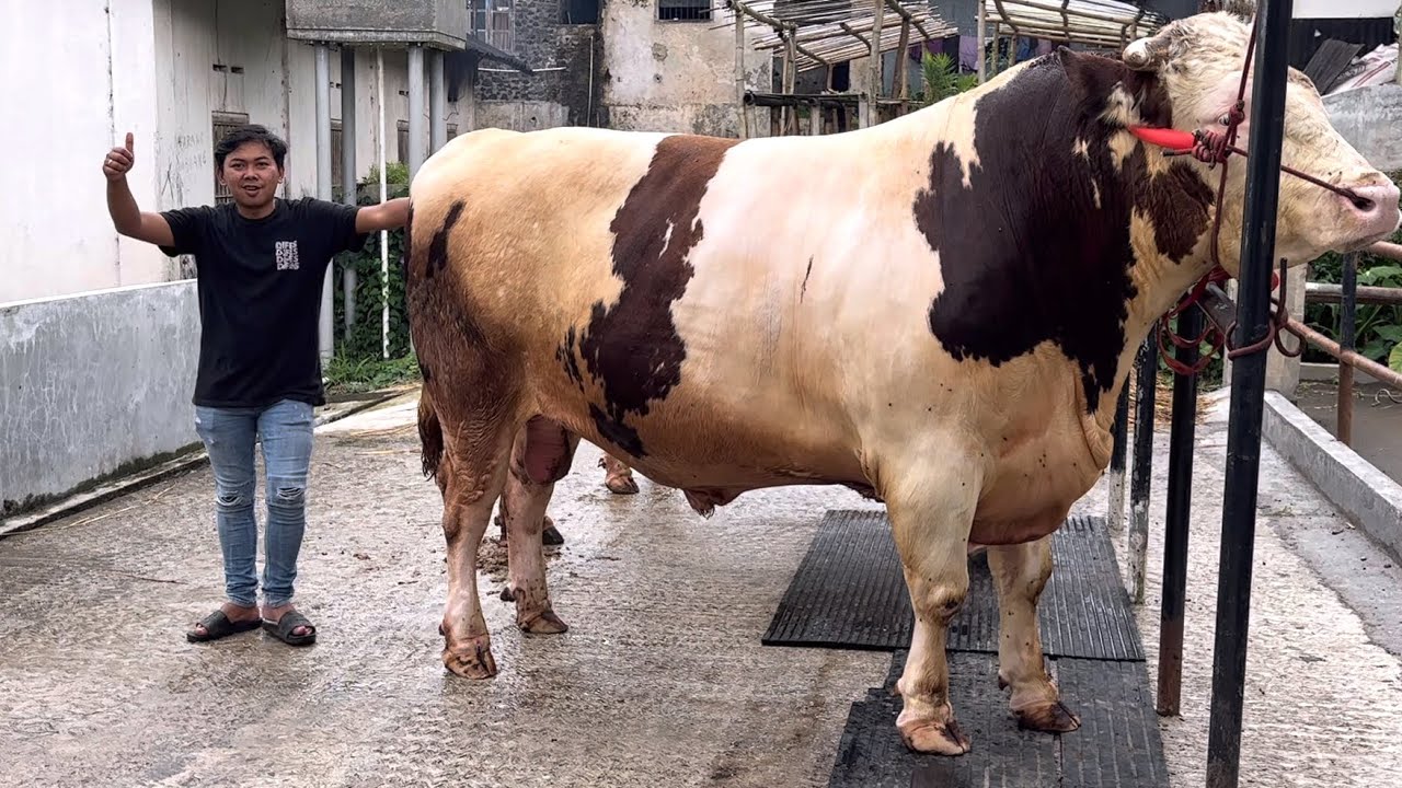 SAPI-SAPI JUMBO AMUNISI KONTES DAN QURBAN ADT FARM‼️