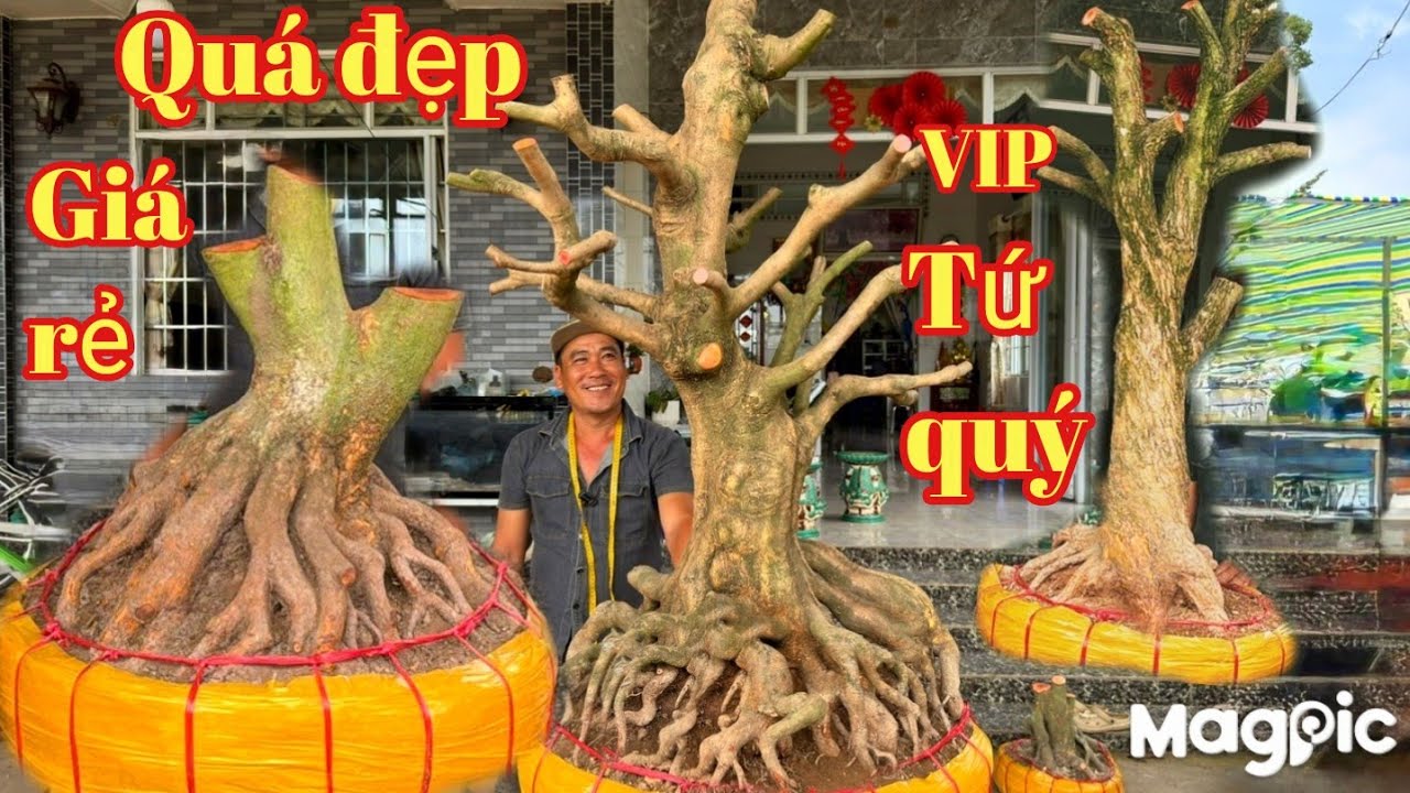 A Trung 👉 Zalo 0978272557 💥Bùng nổ mai tứ quý,mai vàng đế đẹp giá rẻ tại ĐT.
