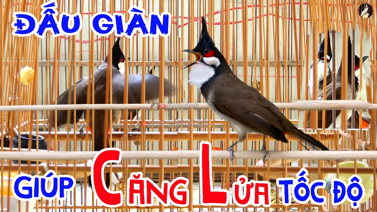 Chào Mào Đấu Giàn [ KÍCH BỔI CĂNG LỬA TỐC ĐỘ ] Chào Mào Hót Đấu/Kích Chào Mào/Kích Chào Mào Bổi Ché