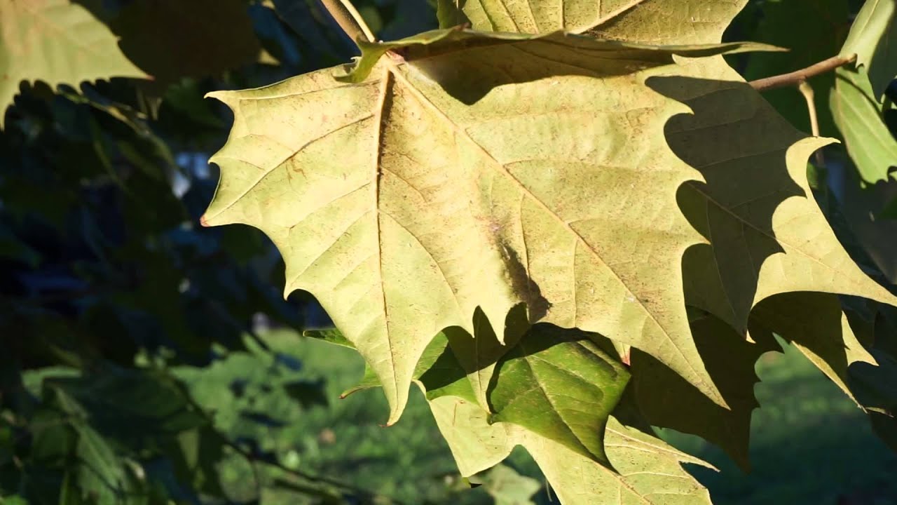 Sony Alpha 5100 Zoom Video Test Outdoors