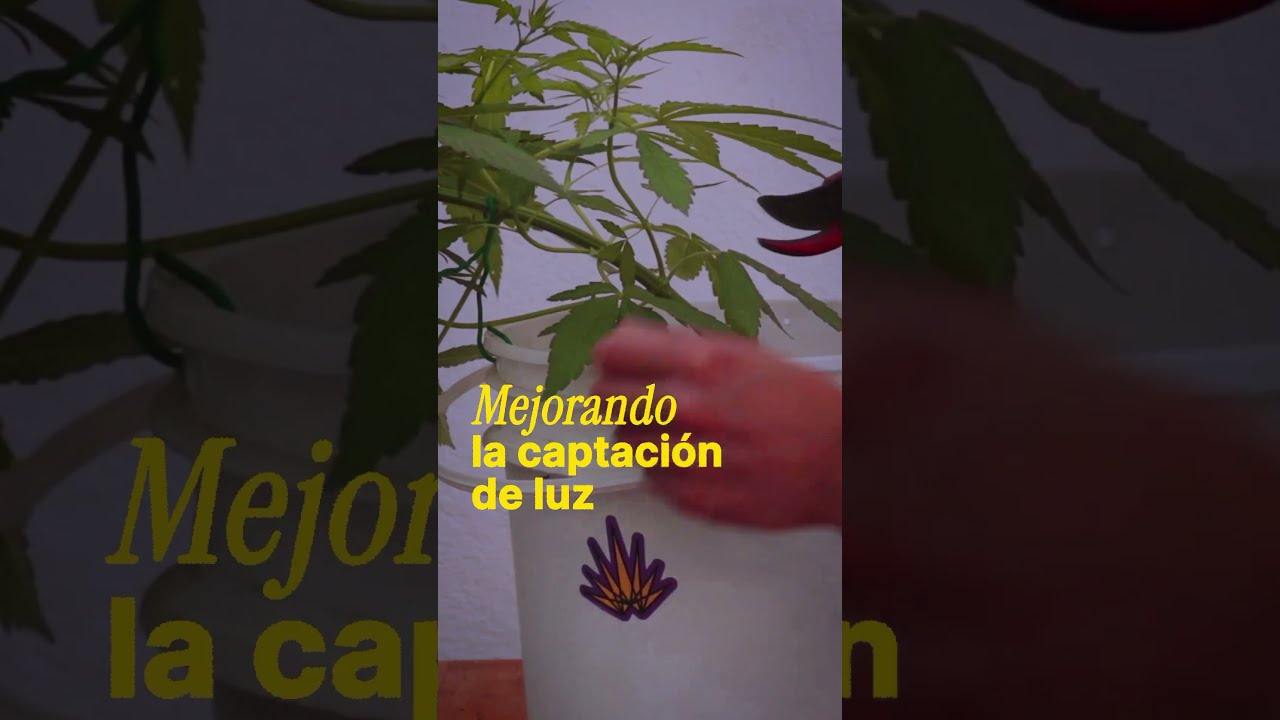 Multiplica tu cosecha con la t&eacute;cnica LST en el cultivo de cannabis