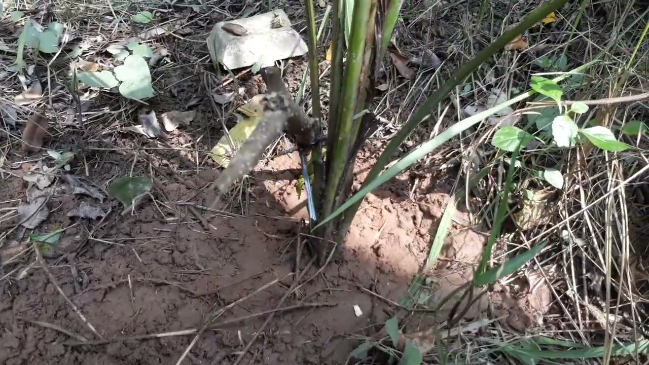 Mot buoi chieu ong anh di trồng dừa kểu nuoc ngập 