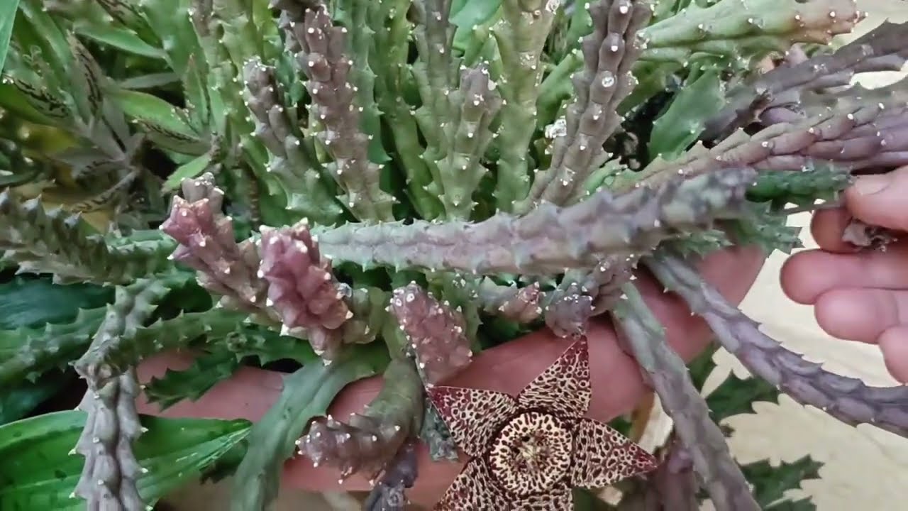 جوله مسائيه في حديقتي 🫶❤