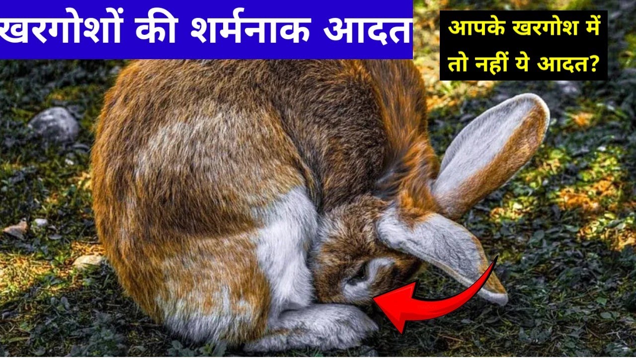 खरगोशों की शर्मनाक आदत! एक बार जरूर जान ले! #bunny #rabbit #eating #eatingsounds #bunnies #cute