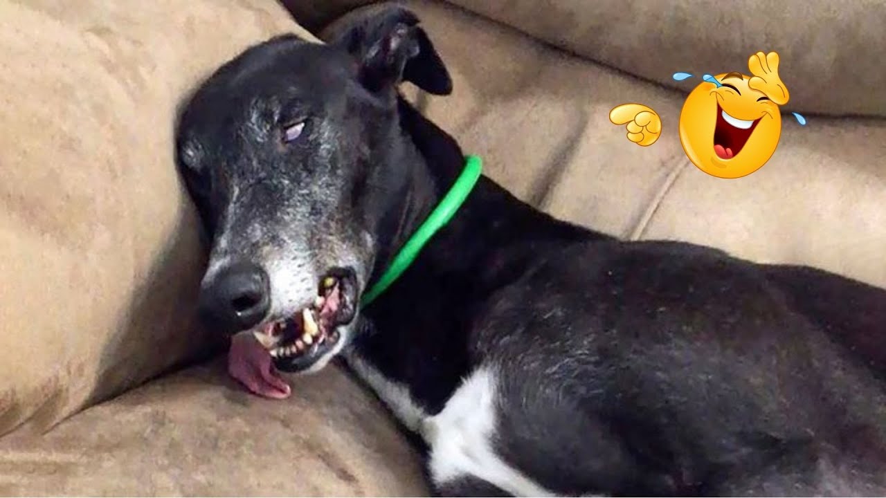 These Dog Videos of the Year Will Make You Laugh Way Too Hard 😂🐶